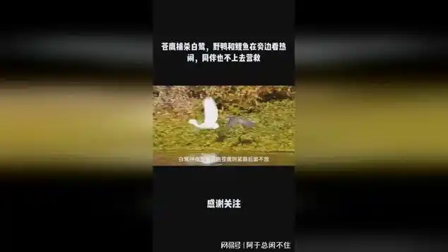 苍鹰捕杀白鹭,野鸭和鲤鱼在旁边看热闹,同伴也不上去营救|动物趣闻