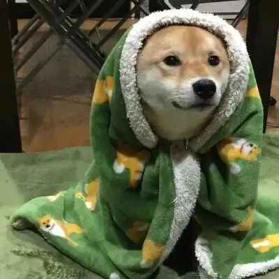 可爱搞怪的沙雕头像 可爱柴犬了解一下沙雕头像,可可爱爱,搞搞怪怪