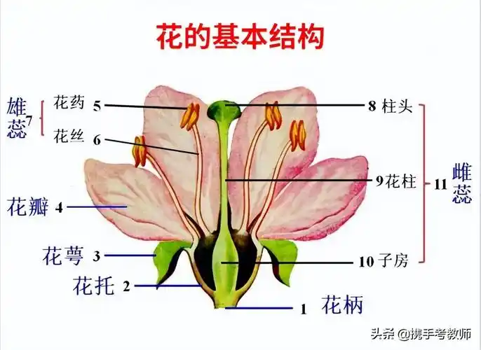 花的结构示意图,花朵的部位名称讲解