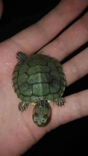 小巴西龟背上怎么会有一块一块黑黑的.求解