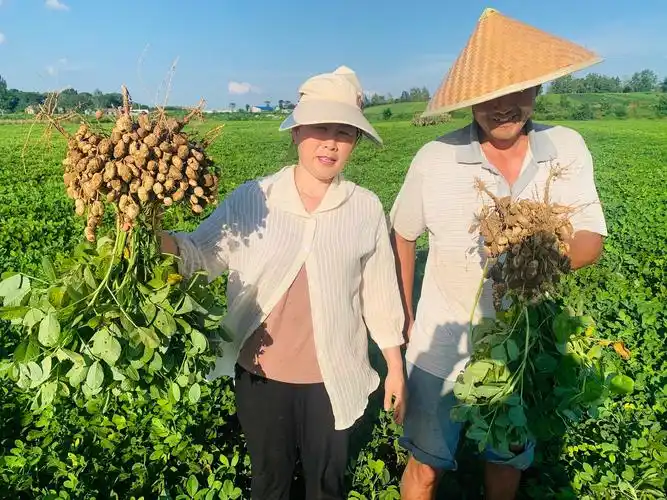『泌阳八月开会成势月』花生观摩回访第十天