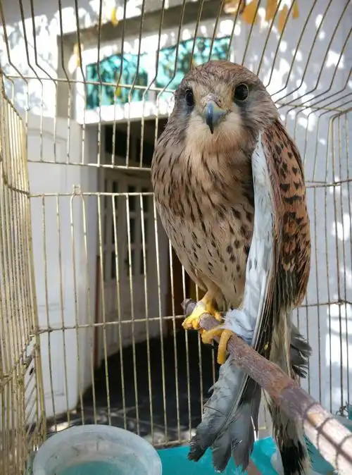 在鸟市淘了只鹰,不知是啥品种,怎么养?请教高人指点,万分感谢!