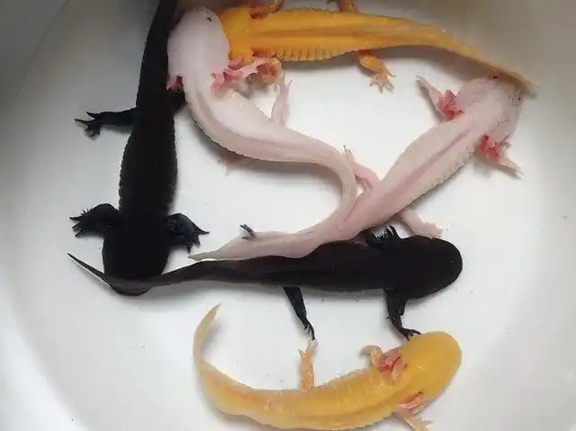 最后六角龙是一种变温动物,它是喜欢睡觉的小动物