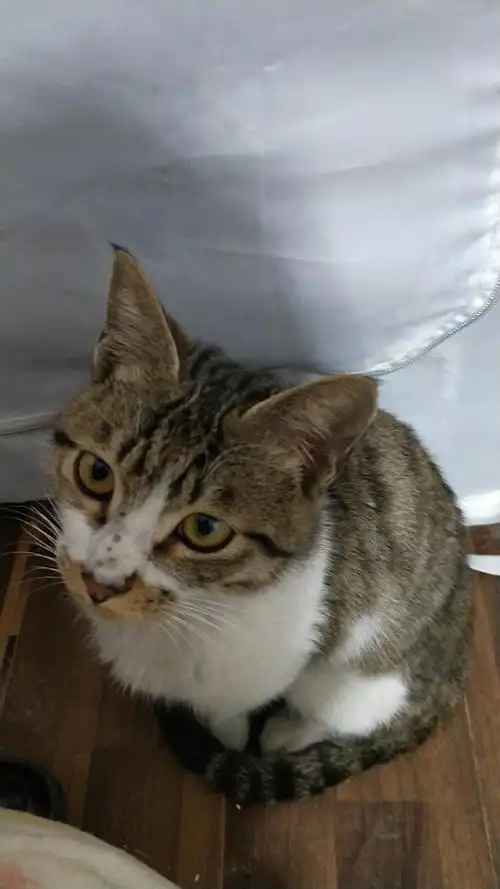 狸花猫加白求领养