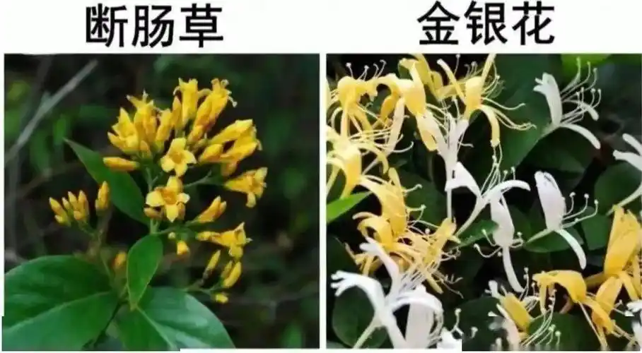金银花还是断肠草广东人要当心