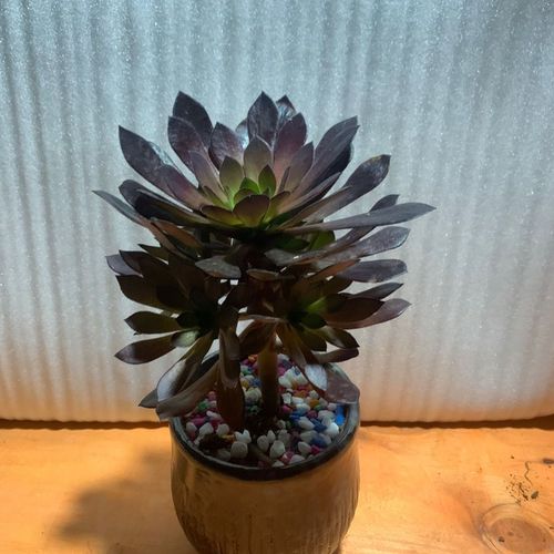 黑铜壶法师小手捧多头带崽小苗新手推荐多肉植物盆栽阳台落地老桩