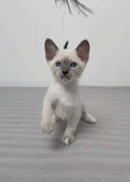 多伦多猫舍  #我有一只暹罗猫  #逻辑猫  #暹罗猫  #蓝重点暹罗