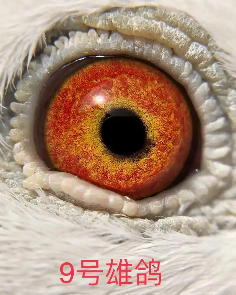 9号雄鸽 桃红沙眼 9号雌鸽 不知道长大后会怎样 纯白紫罗兰 - 抖音