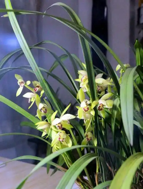 兰花花语●丙申年夏●画室九畹