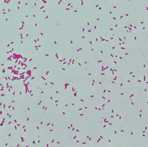 鞭毛染色液carbolicacid复红法