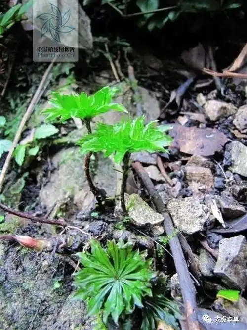 心草(心草是什么意思)