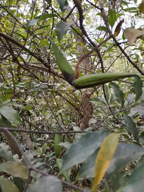 咦,这又是啥东东啊?它的果实像羊角又像牛角,有人知道这是什么吗?