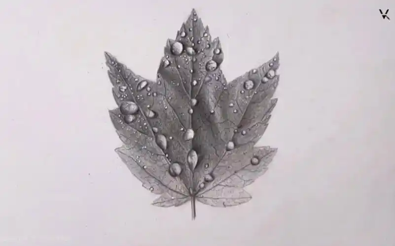 【素描】vk artbox教你用铅笔绘画逼真水滴树叶