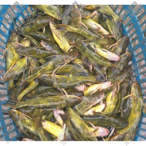 全雄黄颡鱼苗 黄骨鱼苗 黄丫头鱼苗 黄辣丁鱼苗昂刺鱼苗活体 50条 2-4