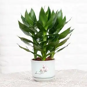 观音竹富贵竹荷花水培植物室内花卉四季常青客厅绿植玻璃花瓶盆景弯竹