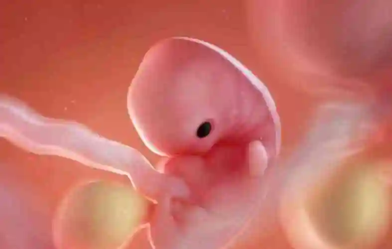 你知道胎儿20周的四维真实图片是什么样的吗