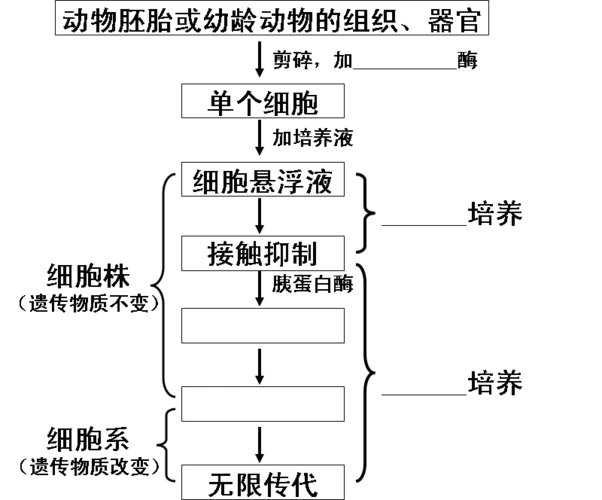 【自主学习】 一,动物细胞与组织培养 1.