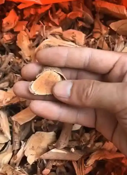 野生千斤拔泡酒喝壮腰力