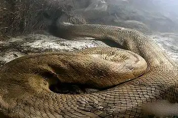 01:15海洋里面有一种比亚马逊蟒蛇更大的巨型森蚺来源:腾讯视频发布