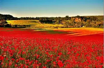 罂粟花海