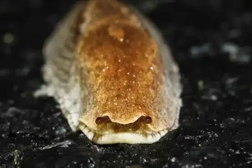 探访浙江天目山,寻找那里的两栖爬行类