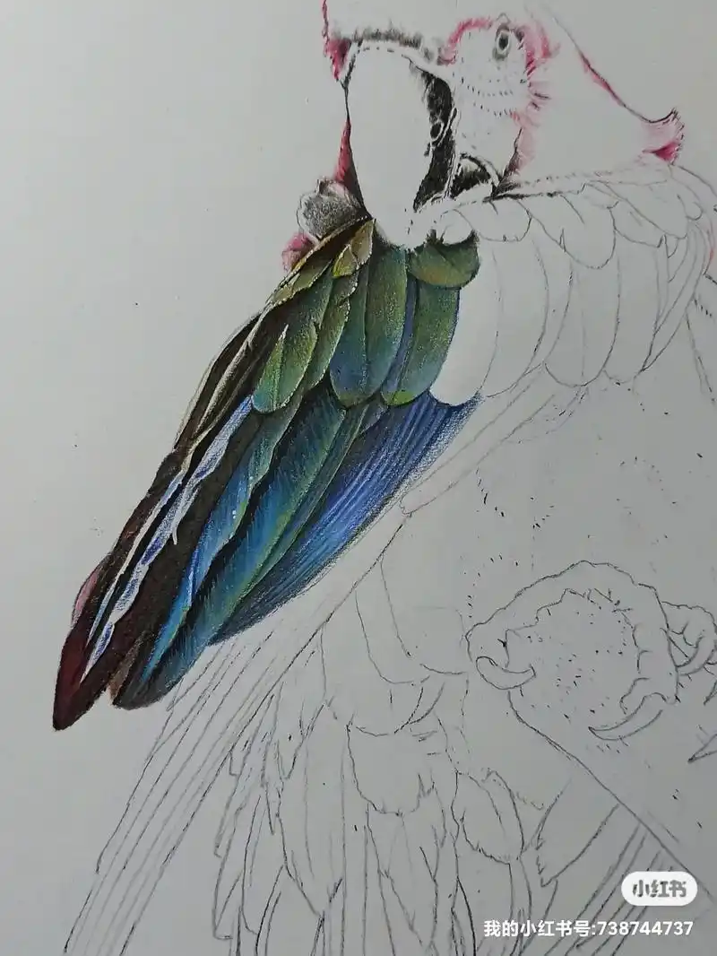 巴哥tattoo #写实画 #写实彩铅画 #金刚大鹦鹉00 - 抖音