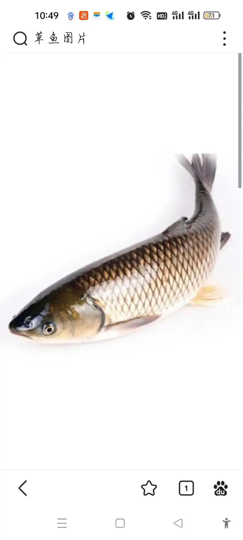 草鱼图片 了,下午打鱼大青15每 10:48 8 斤,其他的 - 抖音