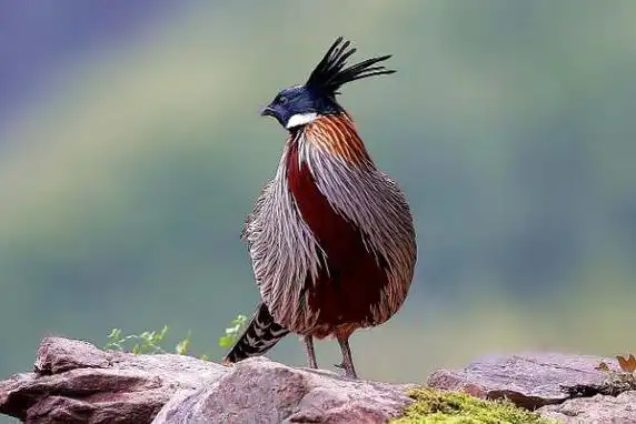 勺鸡常见物种雄鸟叫声沙哑嗓音似公鸭子