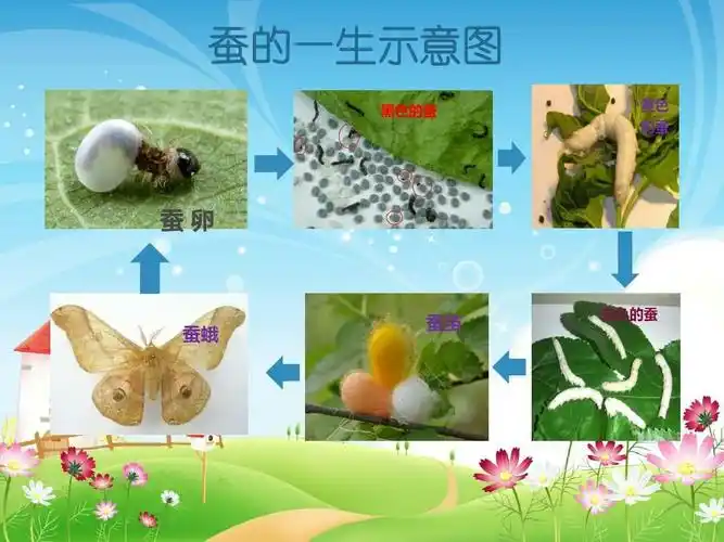 雪白马班蚕宝宝成长记