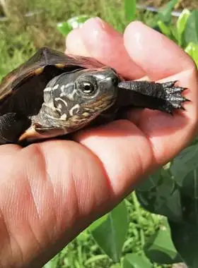 外塘中华长寿龟小乌龟活体宠物龟