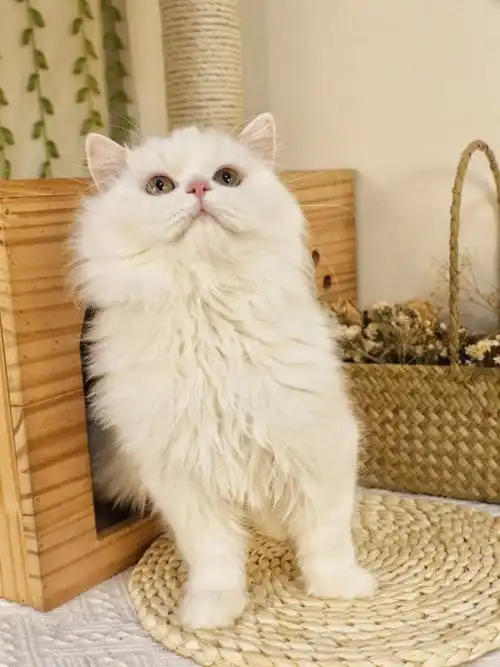 四个月乳白长毛高地猫  弟弟  内外驱齐全  自家