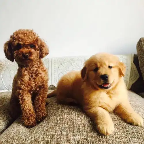 记录金毛玖个月的成长