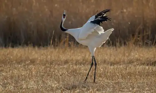 优美的舞蹈家--丹顶鹤