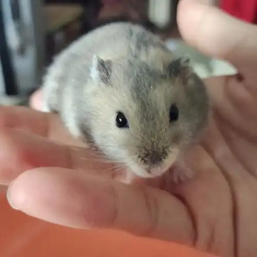 挂两只仓鼠15元两只自提