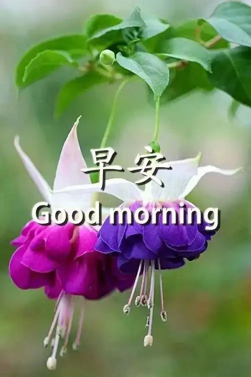 微信朋友群早安心语阳光温馨短信 微信早晨好图片动画带字大全_心情