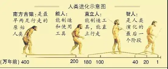 380万年前的猿人头骨,告诉你不一样的"人类进化史"