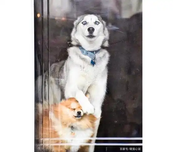 18张哈士奇搞笑图片:"论沙雕程度,我说第二没人敢说第一吧?