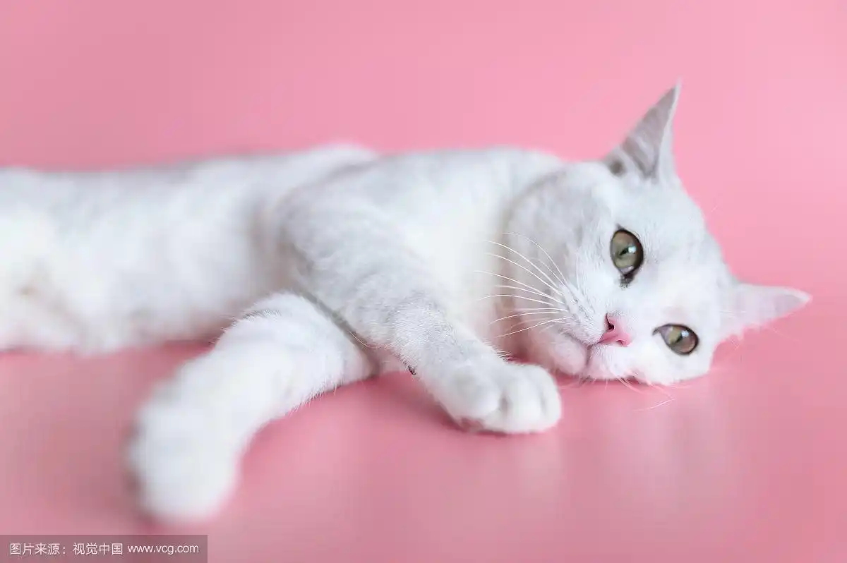 粉色的幼猫手机锁屏壁纸