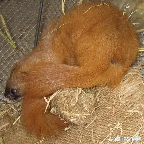 黄鼠狼能杀吗?有什么讲究吗?-百科网