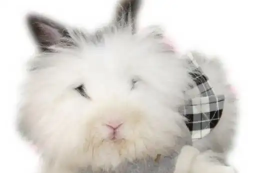 安哥拉兔!世界著名毛用型兔品种!