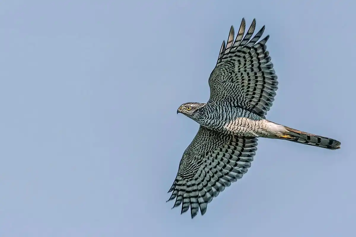 雀鹰,白腹鹞 野生鸟类摄影,#爱鸟护鸟 #爱护大自然保护野生 - 抖音