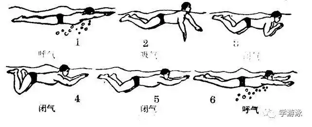 腿臂动作与呼吸如何配合训练蛙泳应该这样学
