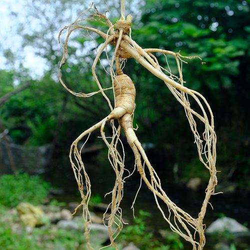 人参林下参十五年长白山人参正宗东北真人参带土鲜参野人参泡酒参