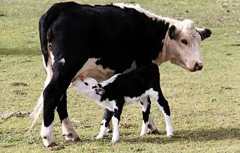 母牛一胎一胎的怀孕生小牛,被人们剥夺它的舐犊亲情,在不停的怀孕产乳