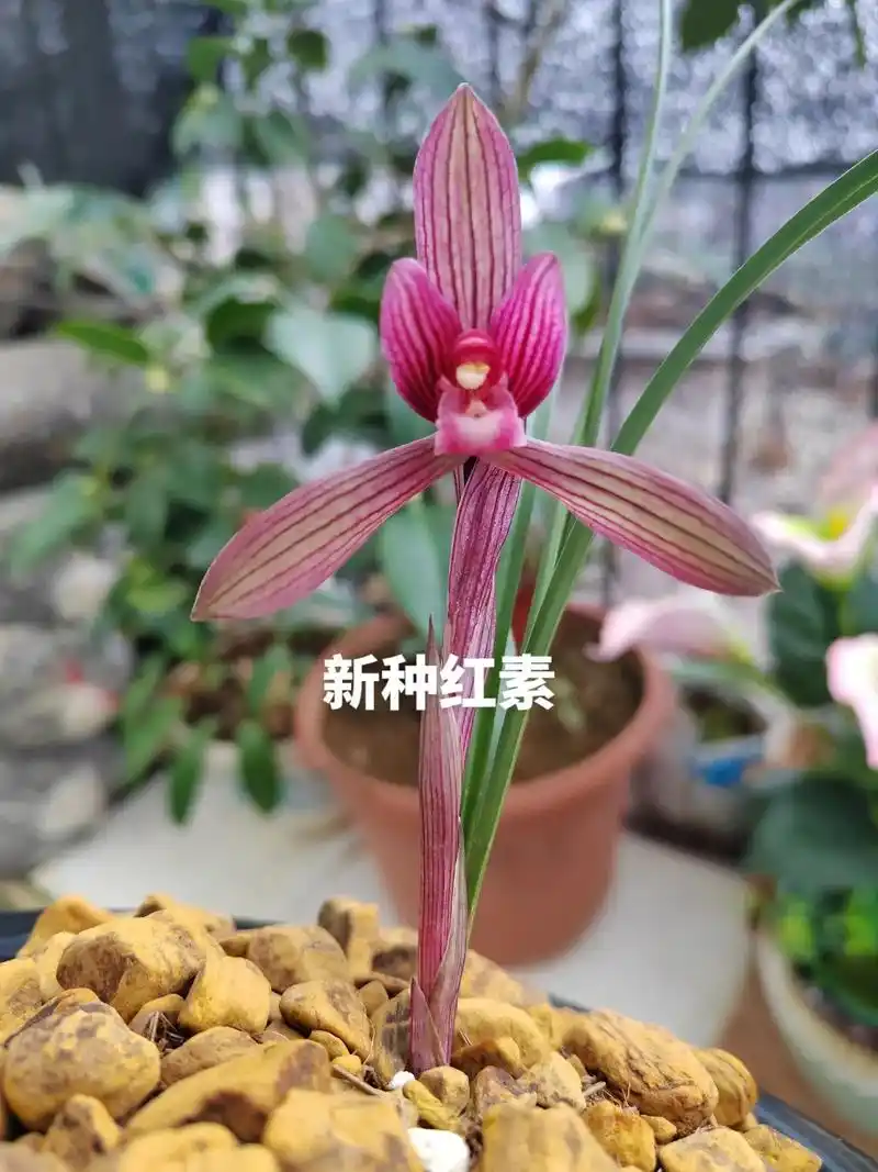 新种红素出来啦#精品兰花 #爱兰花爱生活 #适合室内摆放的花 - 抖音