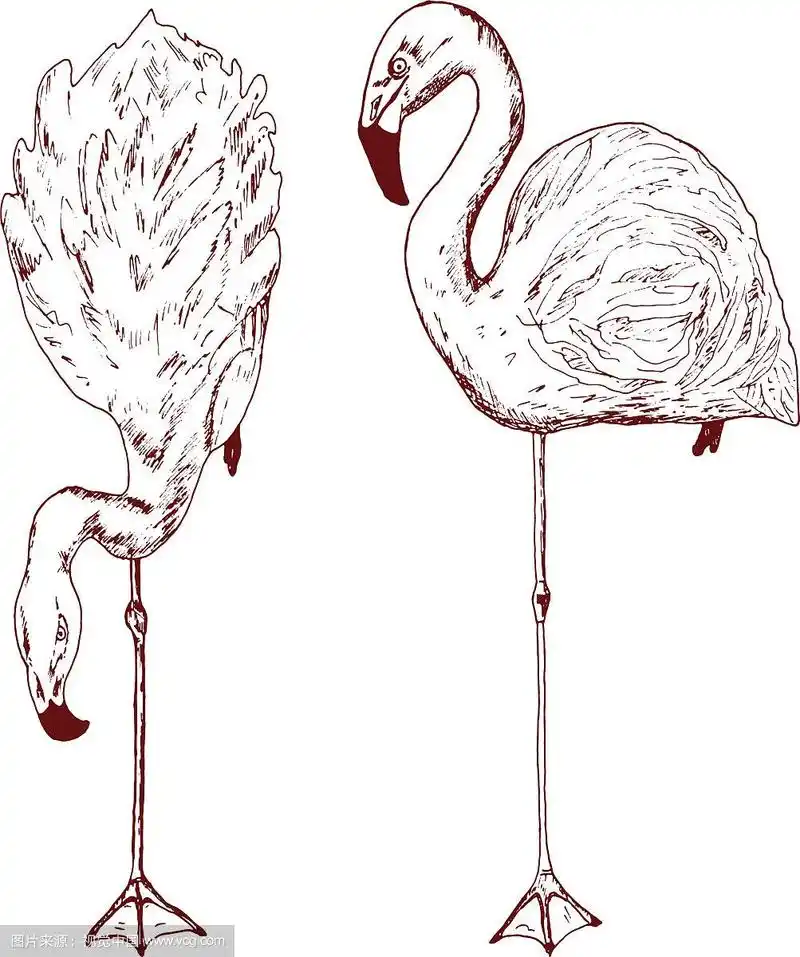 粉色火烈鸟手绘鸟类素描