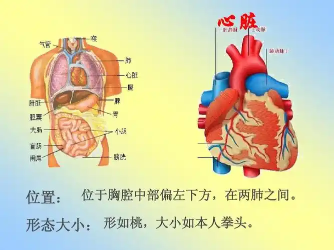 的泵——心脏_ppt课件1心脏 位置: 位于胸腔中部偏左下方,在两肺之间