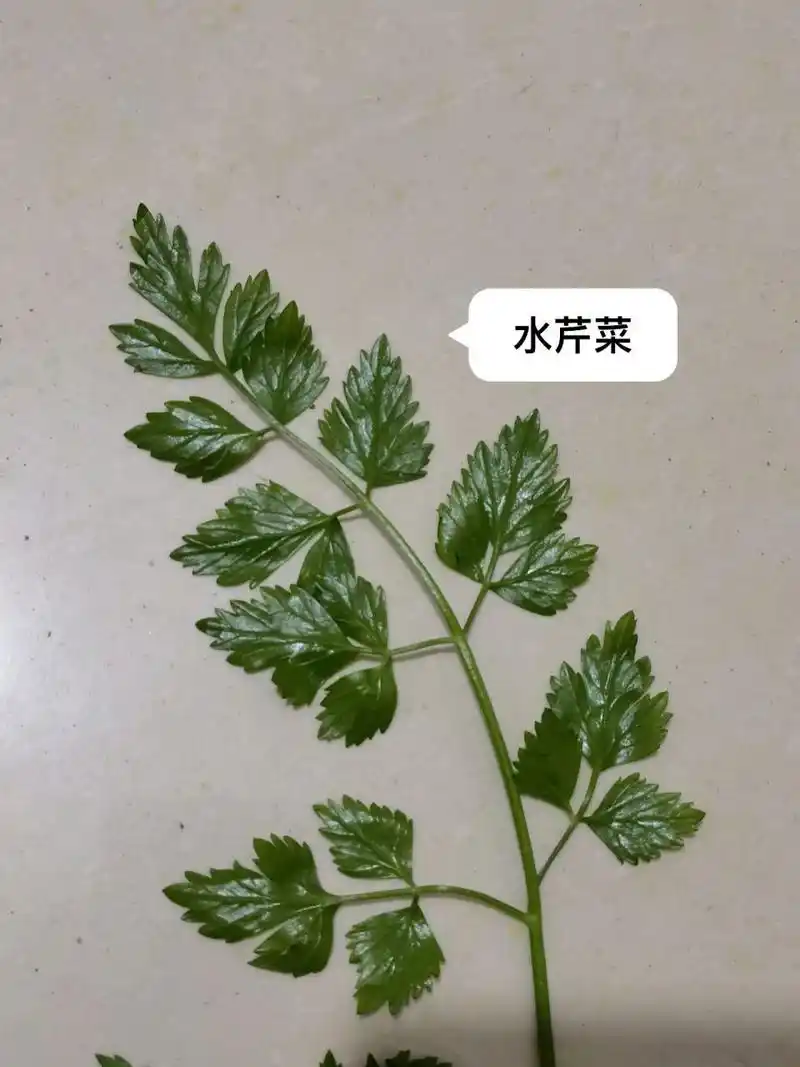 突然听到说野芹菜有毒,回来就看冰箱昨天摘的野芹菜再各种百度,发现真