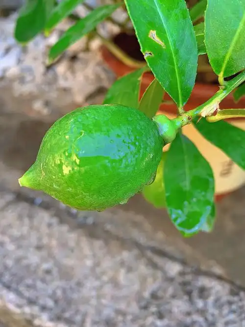 绿色真的让人赏心悦目萌萌哒r斜眼r