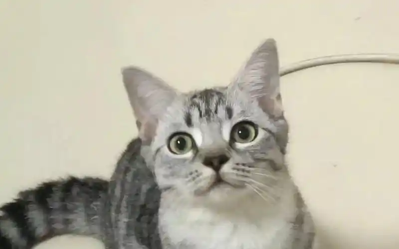 美国短毛猫 鱼骨纹美短 小奶猫成长记 从小养大的小宝贝